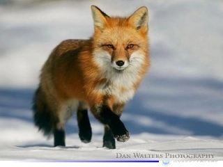 怀念红狐初定稿