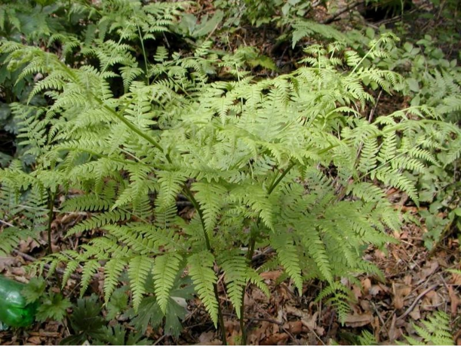 人教版七年级生物上册七年级生物藻类苔藓和蕨类植物_第3页