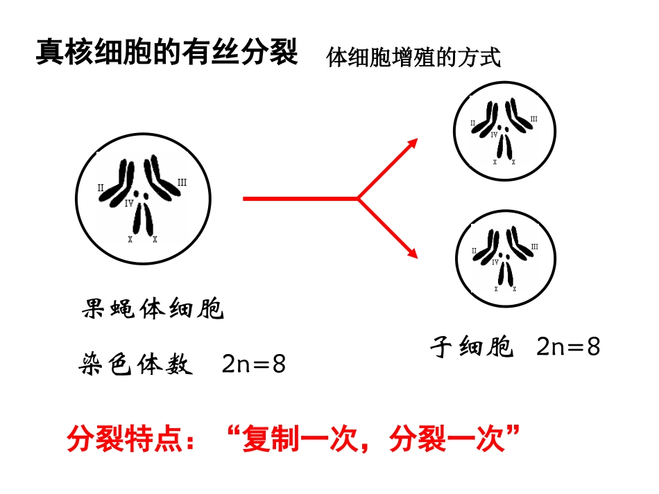 减数分裂和受精作用 (2)_第2页
