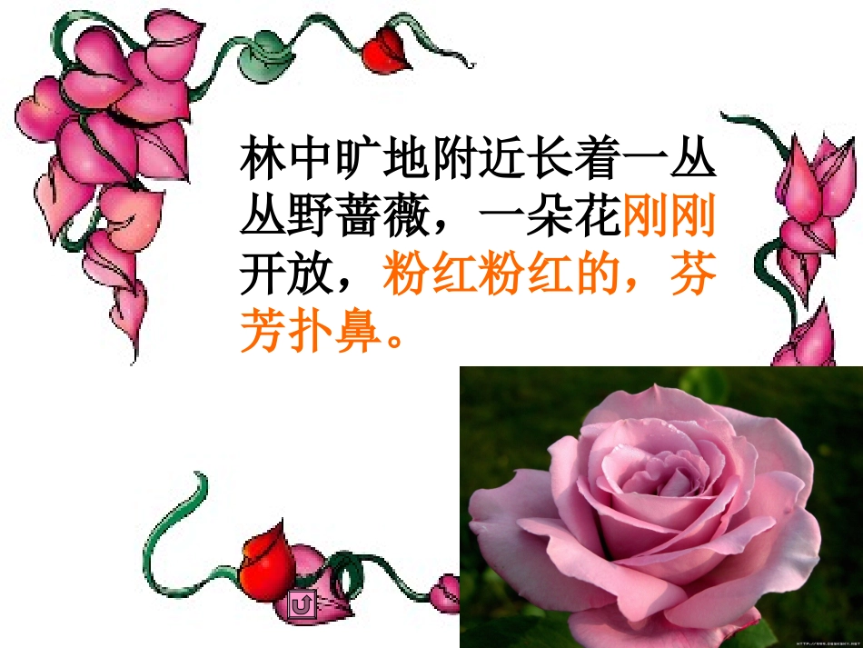 四年级下苏教版《我不是最弱小的》课件_第3页