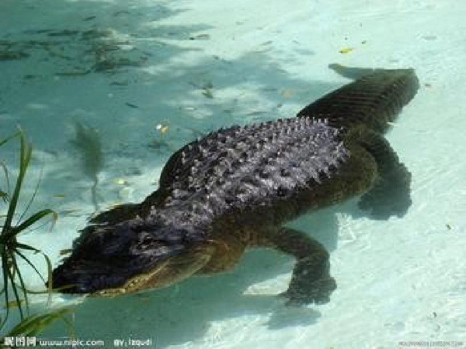 中班语言：熊奶奶的幼儿园_第2页