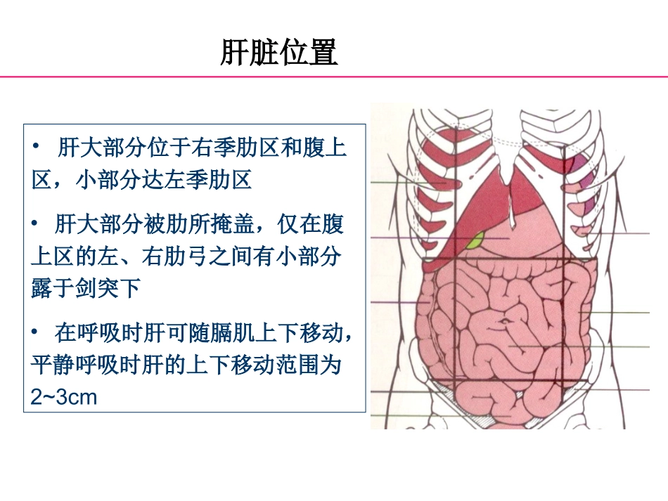 正常肝脏解剖和组织结构_第3页