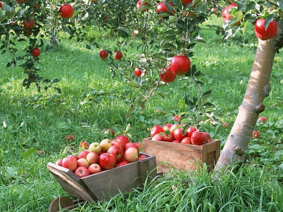 二年级上《苹果落地》课件任素琴_第1页