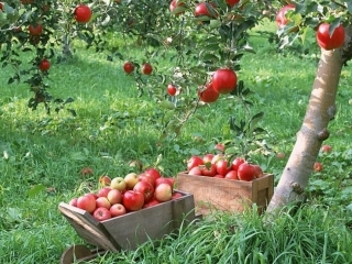 二年级上《苹果落地》课件任素琴