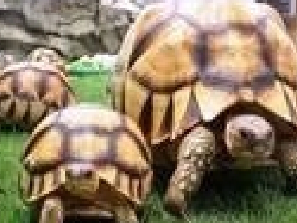 形形色色的生物_第2页