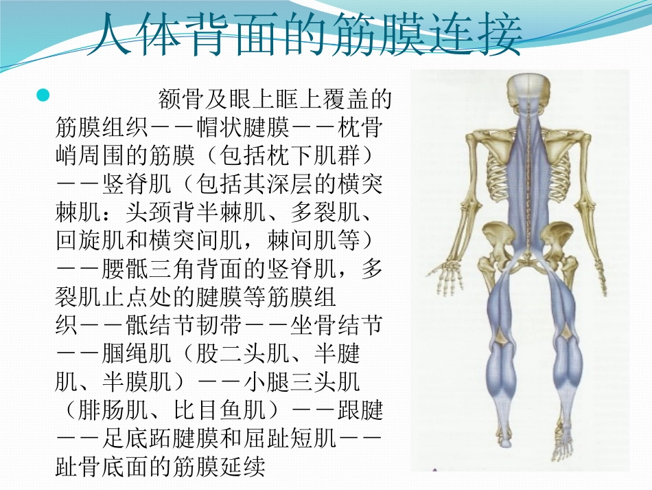 筋膜连接系统解剖_第1页