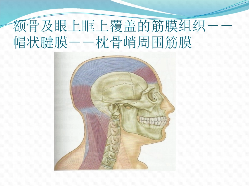 筋膜连接系统解剖_第2页
