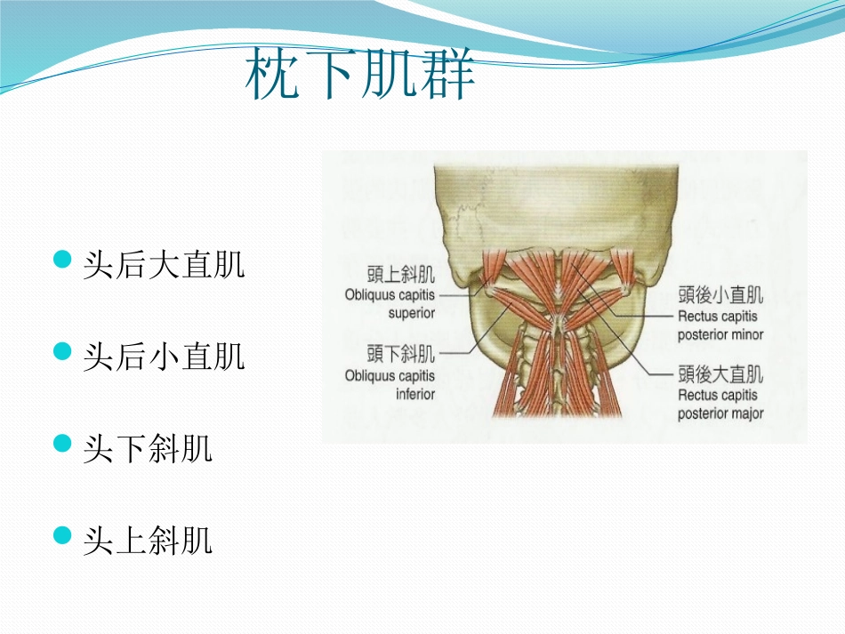 筋膜连接系统解剖_第3页
