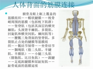 筋膜连接系统解剖