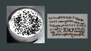 区域农业发展--以我国东北地区为例    精品课件