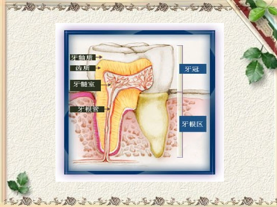 《牙齿上的小洞洞》PPT课件_第3页