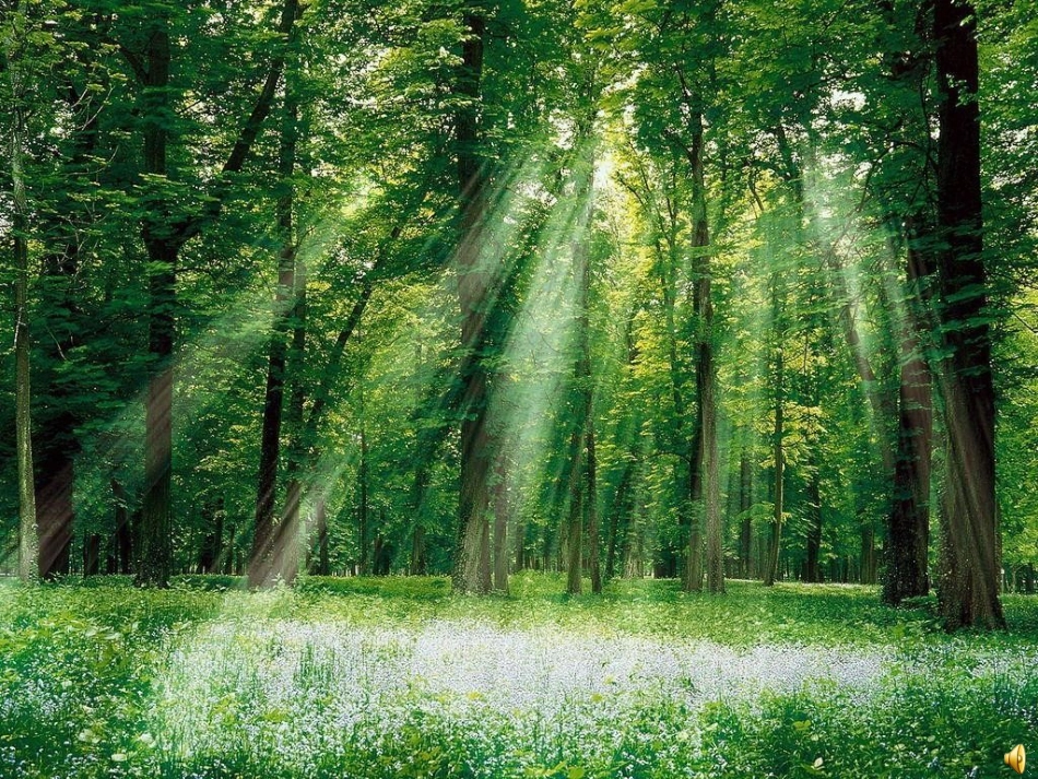 失踪的森林王国_第2页