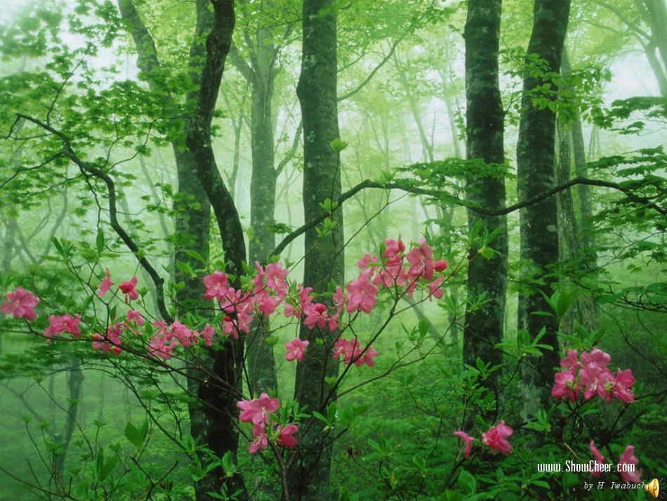 失踪的森林王国_第3页