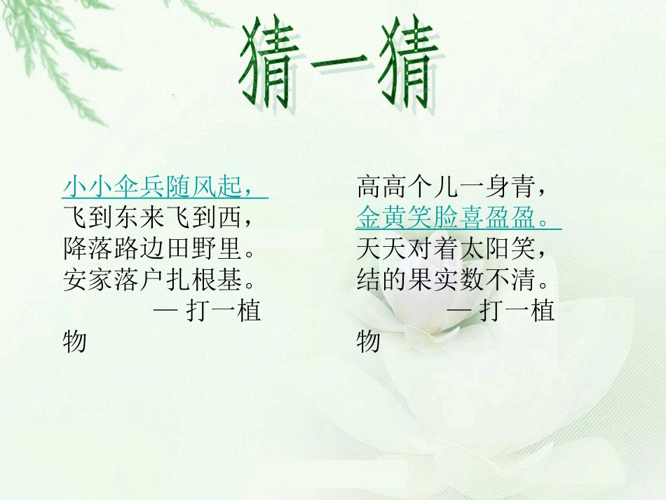 写植物ppt_第1页