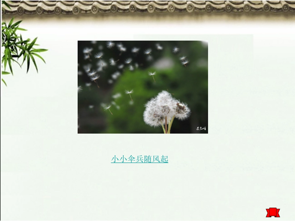 写植物ppt_第2页
