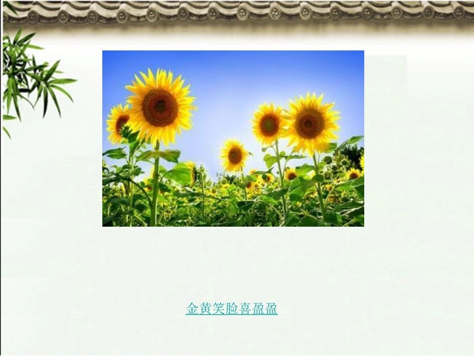 写植物ppt_第3页