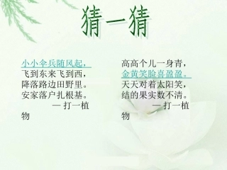 写植物ppt