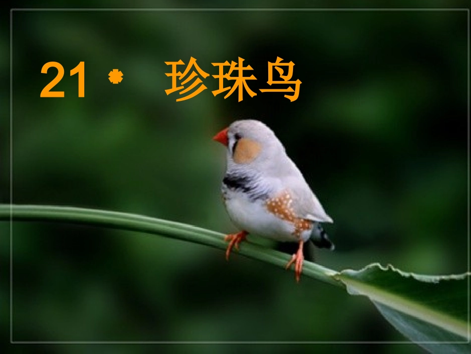 珍珠鸟 (4)_第1页