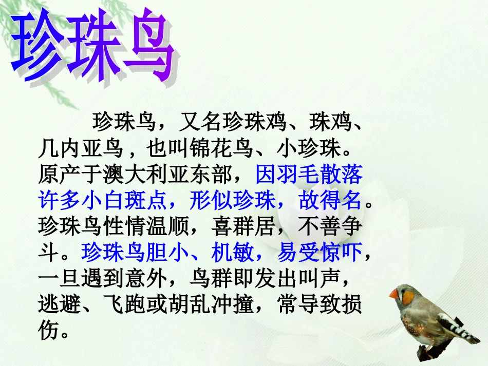 珍珠鸟 (4)_第2页