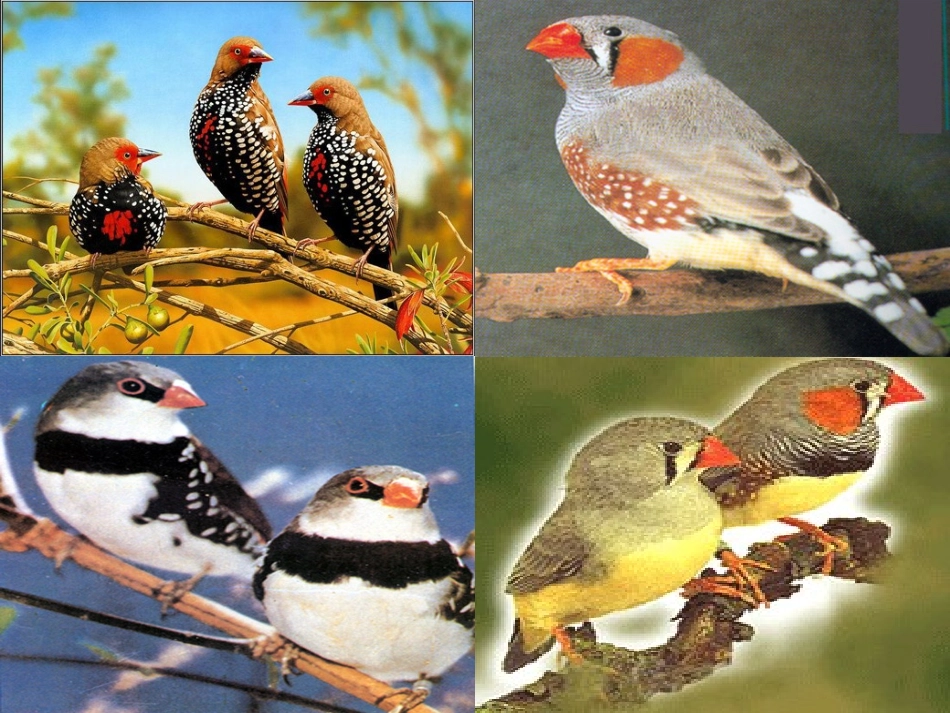 珍珠鸟 (4)_第3页