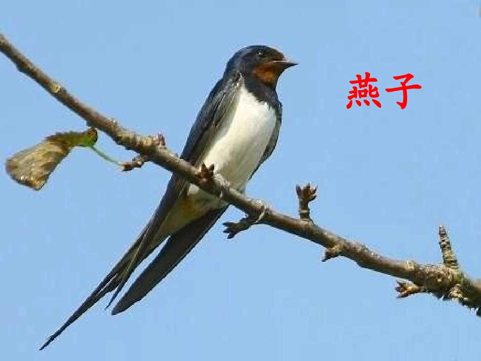 一年级语文下册第一组2识字（1）第二课时课件_第3页