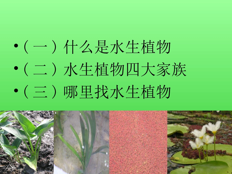 教科版三年级上册科学4.水生植物_第2页