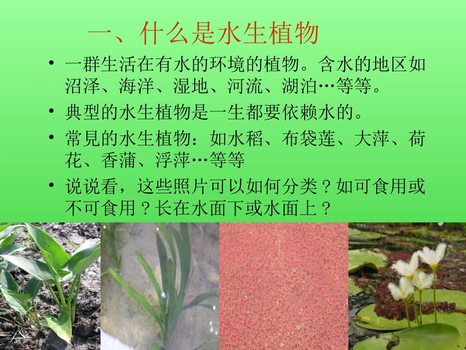 教科版三年级上册科学4.水生植物_第3页
