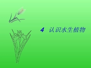 教科版三年级上册科学4.水生植物