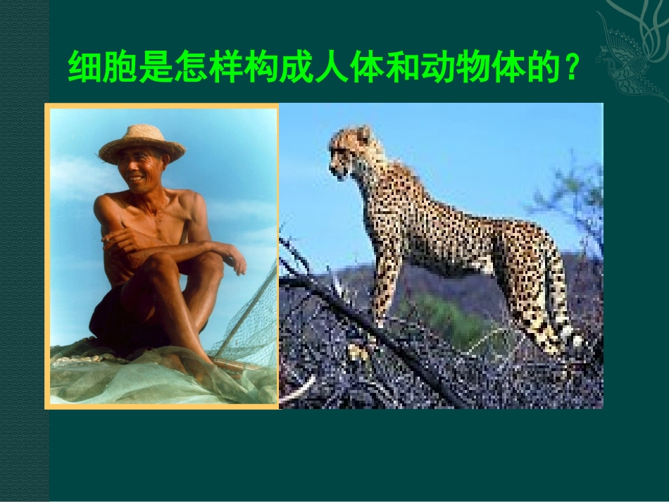 人体和动物体的组成_第2页