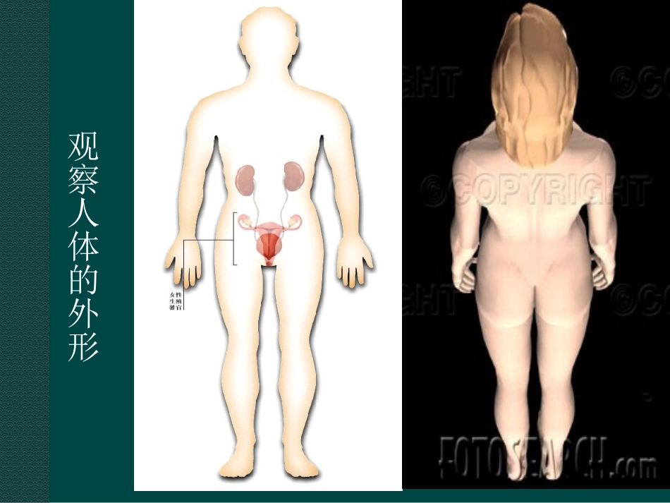 人体和动物体的组成_第3页