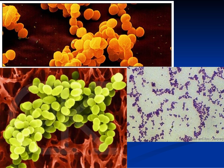 金黄色葡萄球菌检验_第3页