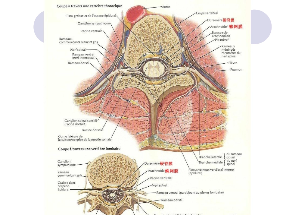 椎管内麻醉常见并发症的预防及处理_第3页