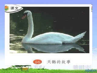 《天鹅的故事》PPT