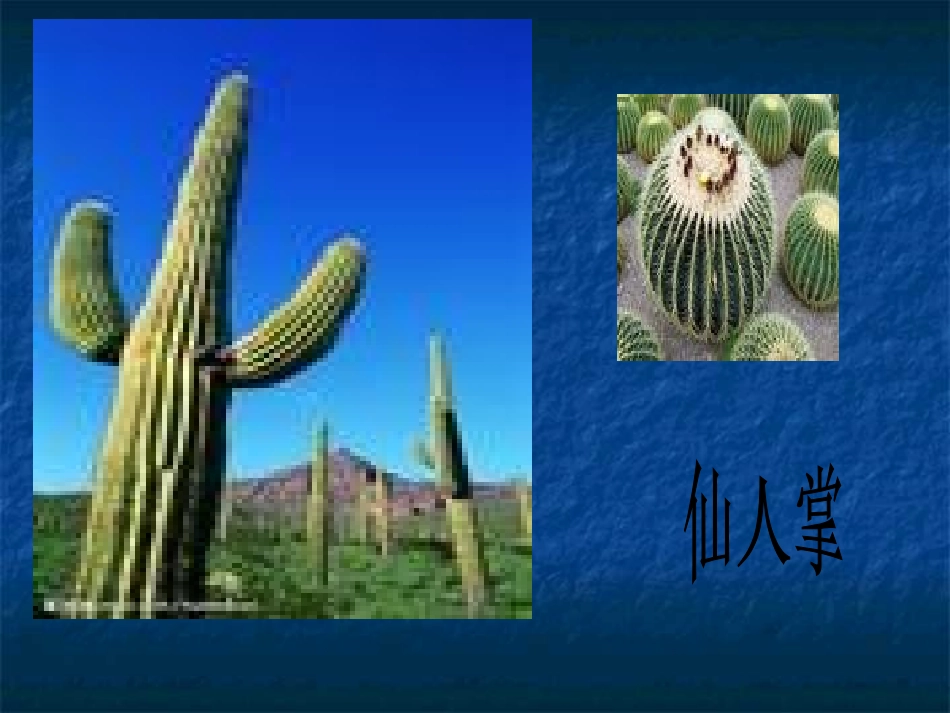 科学活动：植物趣闻_第2页