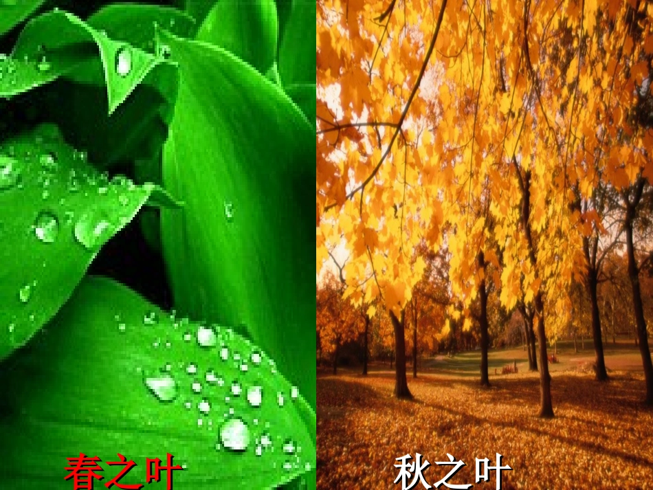 作文课《写景要抓住特征》_第3页