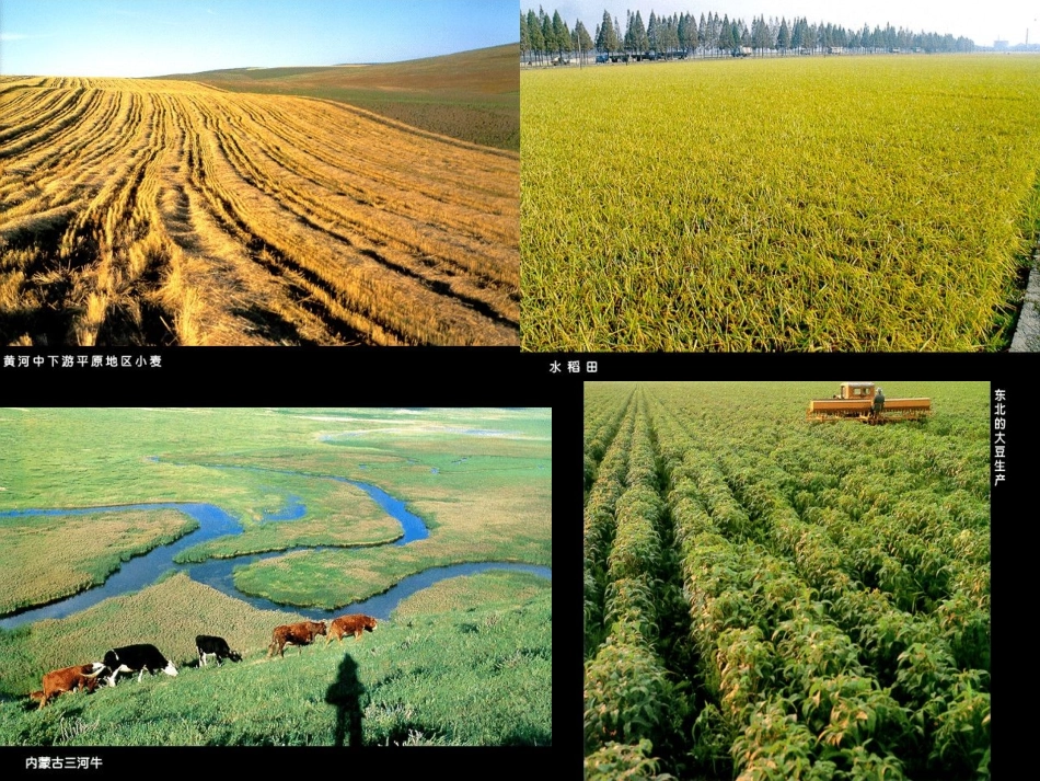 区域地理 中国的农业_第3页