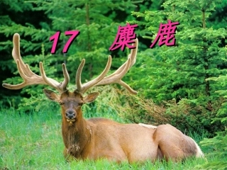 17麋鹿-苏教版课文
