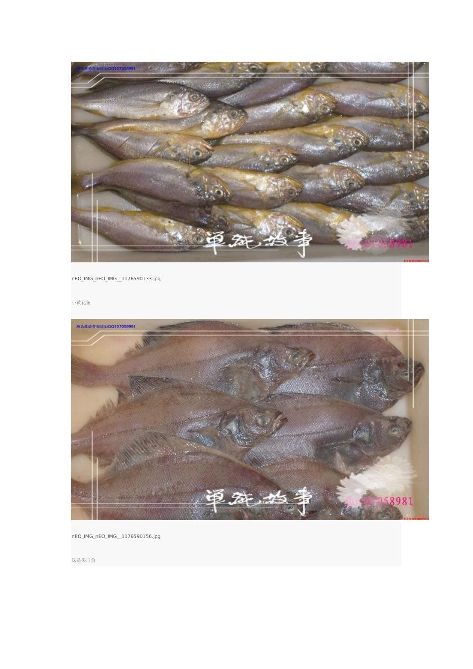 海鲜名字及图片介绍_第3页