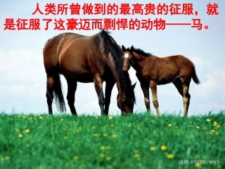 七（下）第六单元综合性学习：马的世界