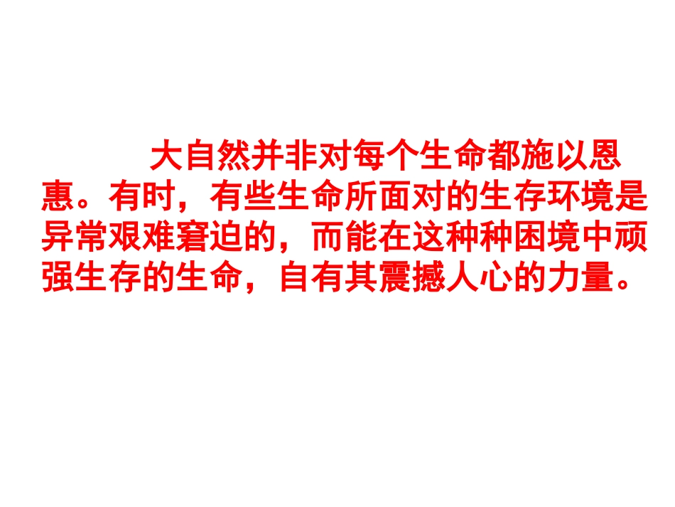 石缝间的生命  原创课件_第2页