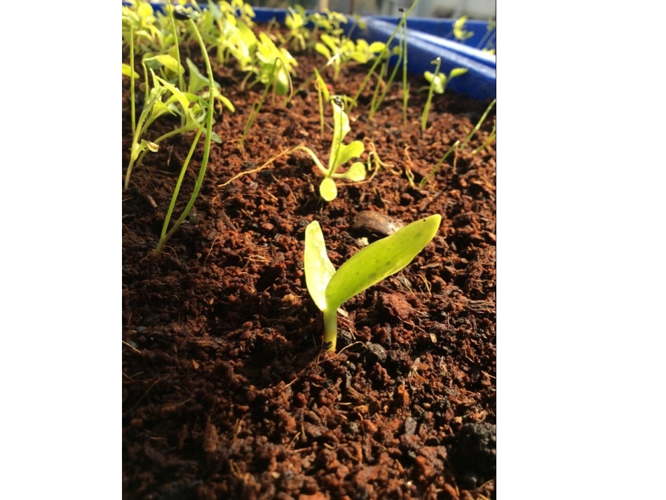 石缝间的生命  原创课件_第3页