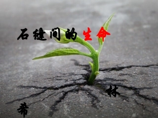 石缝间的生命  原创课件