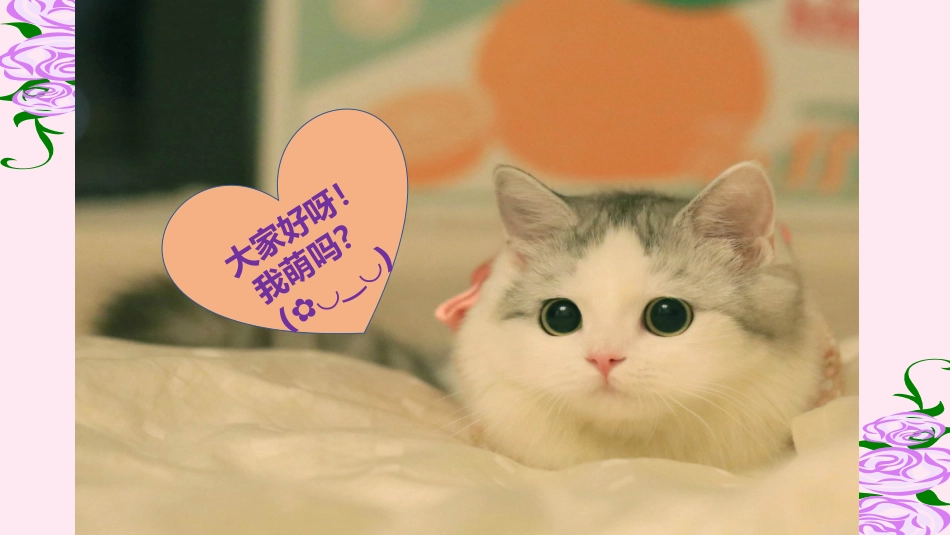 6.我们家的猫_第1页