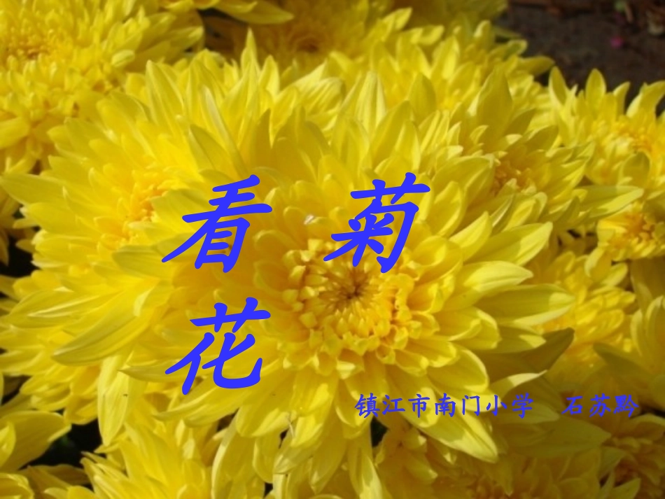 看菊花 (3)_第1页