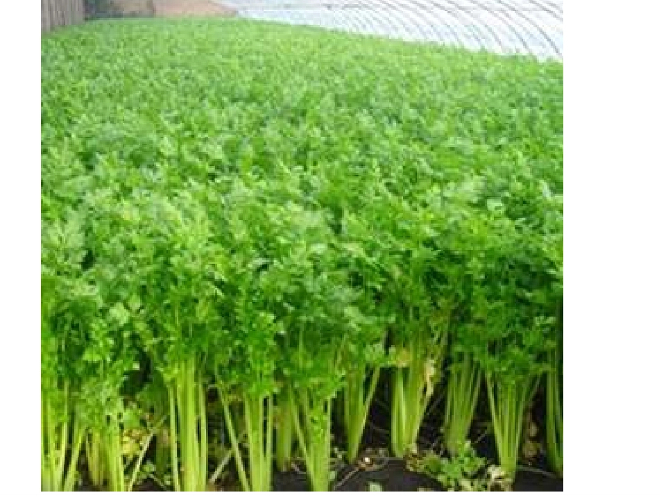 幼儿园课件-认识蔬菜_第3页