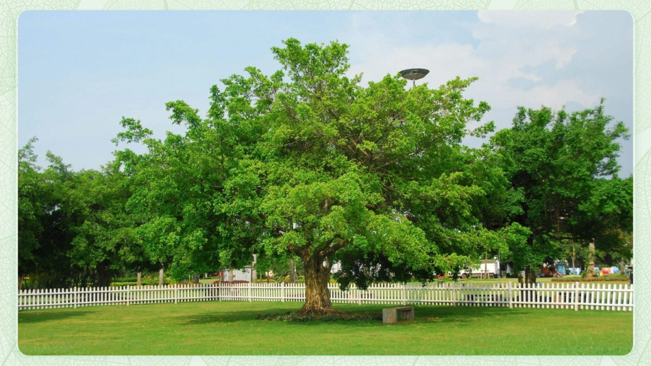 观察叶 教学PPT_第1页