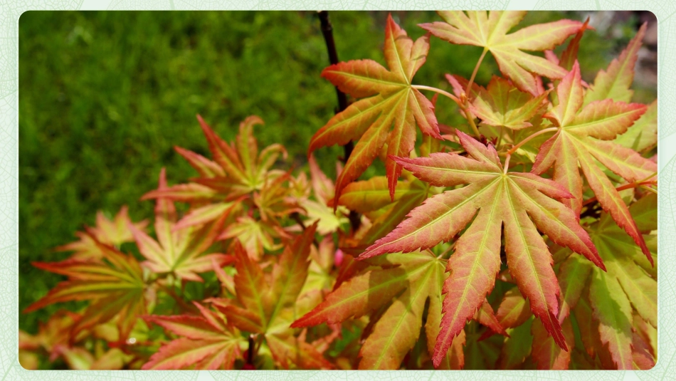 观察叶 教学PPT_第2页