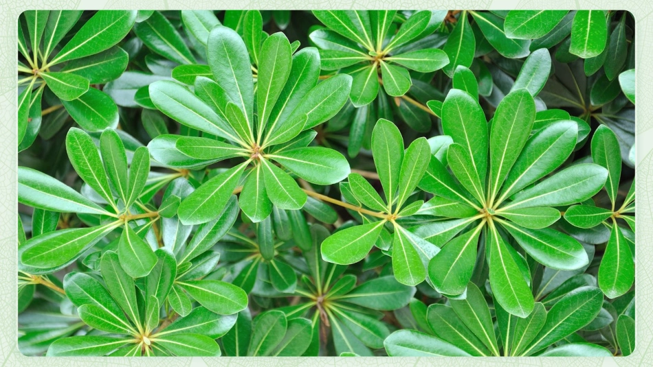 观察叶 教学PPT_第3页