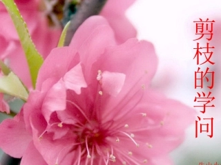 剪枝的学问课件