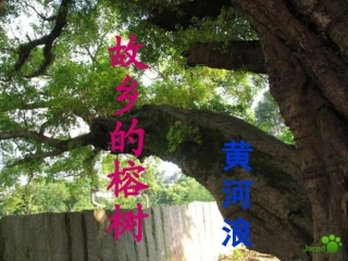 故乡的榕树课堂使用课件